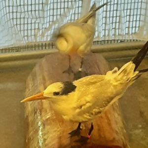 royal tern in cage standing on log