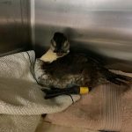 ruddy duck in cage