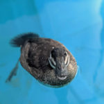 ruddy duck paddling in a pool