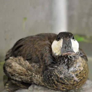 ruddy duck in cage