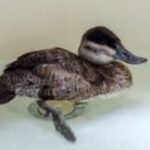 ruddy duck paddling in a recovery pool