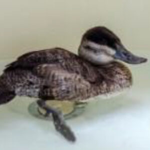 ruddy duck paddling in a recovery pool