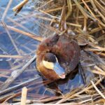 ruddy duck paddling in shallow water among brown vegetation