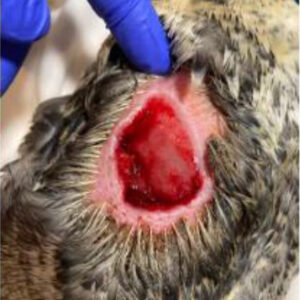 closeup of wound on duck's keel after being debrided