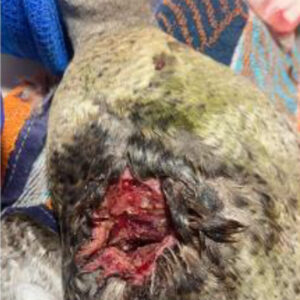 closeup of wound on duck's keel before being debrided