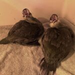 two ruddy ducks standing on towel indoors face camera with beaks open