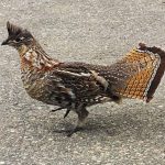 ruffed grouse walking on pavement
