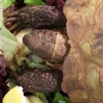 top view of head and front legs of Russian tortoise