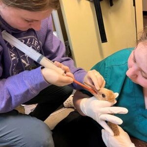 sandhill crane chick being tube-fed