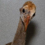 head and neck of a sandhill crane