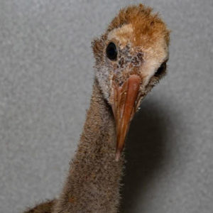 head and neck of a sandhill crane