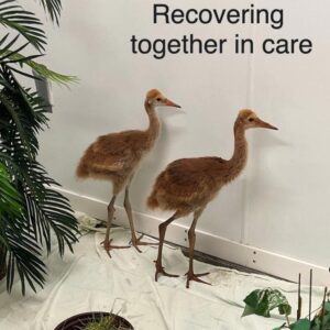 two sandhill crane chicks standing in enclosure