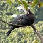 scaly-naped pigeon perched in a tree