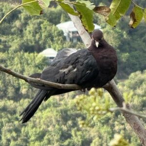 scaly-naped pigeon perched in a tree