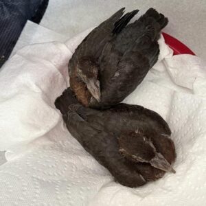 two nestling scaly-naped pigeons sitting on paper towels in doors