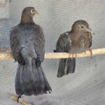 two scaly-naped pigeons perched on branch in enclosure