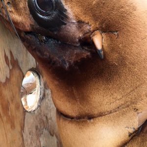 sea lion with injuries on neck