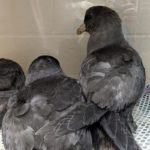 three seabirds huddled together inside a tiled enclosure