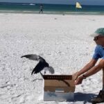 gull flying free from cardboard box during release at beach