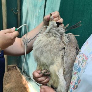 secretary bird being tube-fed