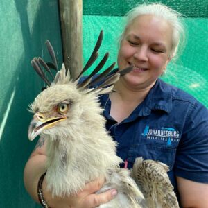 secretary bird held by vet