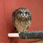 fleding short-eared owl perched on indoor perch