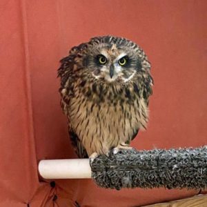 fleding short-eared owl perched on indoor perch