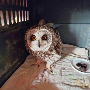 short-eared owl standing in crate beside dish with food