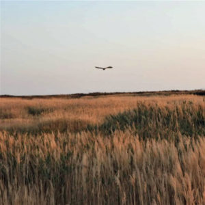 short-eared owl in sky flying away