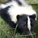 skunk walking in grass