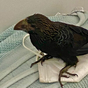 smooth-billed ani standing on towel 