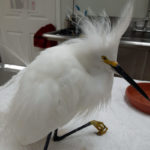 snowy egret standing on towel on exam table