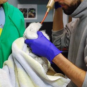 snowy owl being gavage-fed