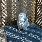 snowy owl in cage