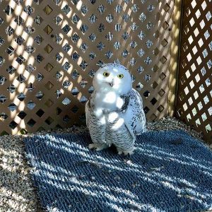snowy owl in cage