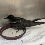 sooty tern on bowl in cage