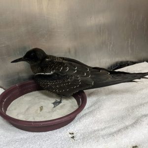 sooty tern on bowl in cage
