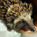 face of a Southern African hedgehog being held