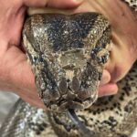 close up on injury to face of Southern African python held in hands