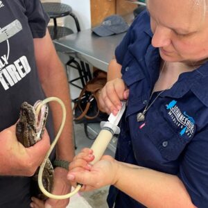 Two people tube-feeding a Southern African python