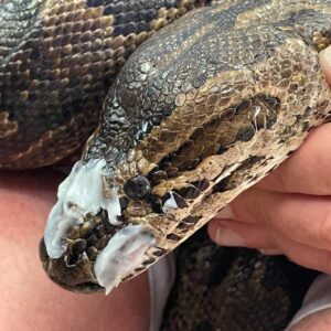 close up on treatment to injured face of Southern African python