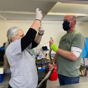 Southern African python being tube fed