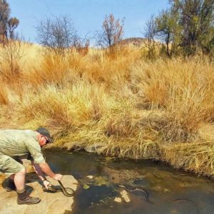 Southern African python being released into water by man