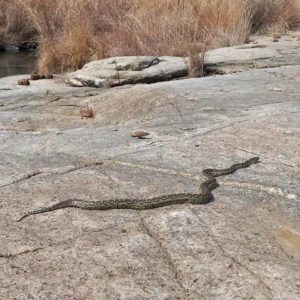 Southern African python moving across a rock