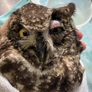 close up of spotted eagle owl face with eye swollen