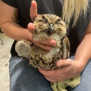 spotted eagle-owl closing eyes while held in lap