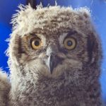 face of spotted eagle owl looking healthy