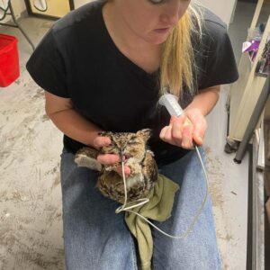 spotted eagle-owl being tube-fed in lap