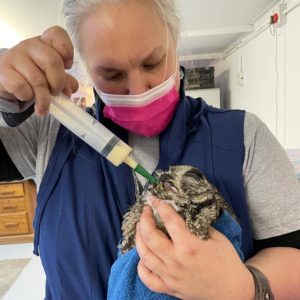 spotted eagle owl held in towel being tube fed EmerAid