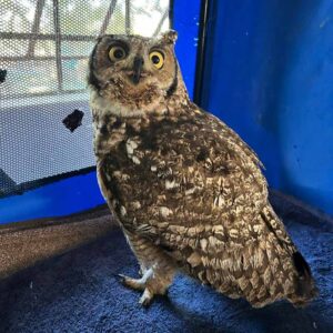 spotted eagle-owl standing in soft carrier